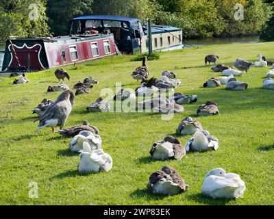 Abingdon behauptet, die älteste Stadt Englands zu sein. Wenn Sie an einem schönen Sommermorgen an der mittelalterlichen Brücke flussaufwärts vorbei spazieren gehen, ist dies die Szene, an der Sie vorbeigehen Stockfoto