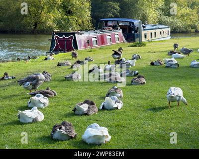Abingdon behauptet, die älteste Stadt Englands zu sein. Wenn Sie an einem schönen Sommermorgen an der mittelalterlichen Brücke flussaufwärts vorbei spazieren gehen, ist dies die Szene, an der Sie vorbeigehen Stockfoto