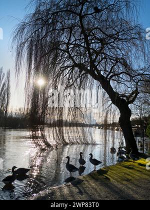 Saint Helen's Wharf ist ein bekannter Schönheitsort an der Themse, direkt oberhalb der mittelalterlichen Brücke bei Abingdon-on-Thames. Der Kai war für Centurie Stockfoto