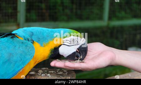 Nahaufnahme eines blau-goldenen Aras, der Samen aus einer Hand isst. Stockfoto