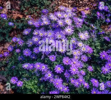 Schöne sonnendurchflutete Anenome Blanda (Winter Wildblume) Blumen im April, Lincolnshire, England, Großbritannien Stockfoto