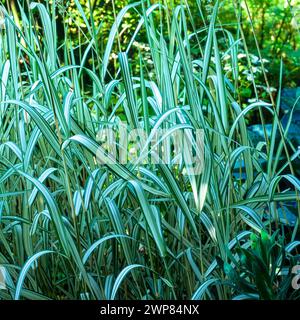 Bunte, gestreifte grüne Blätter von Phalaris arundinacea „Feesey“, Ribbon / Schilf kanariengras, das im englischen Garten, England, Großbritannien wächst Stockfoto