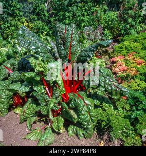 Swiss Chard „Rubinrot“ mit hellroten Stängeln und krinkig grünen Blättern, die im englischen Gemüsegarten im August in England, Großbritannien, wachsen Stockfoto