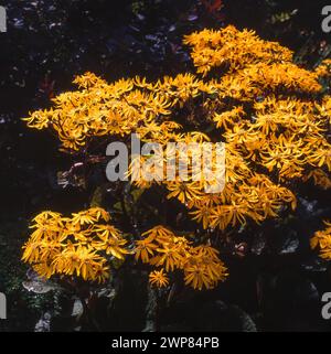 Leopardenpflanze mit hellgelben Blüten vor dunklem Hintergrund, Ligularia „Britt Marie Crawford“, wächst im englischen Garten, August, England, Großbritannien Stockfoto