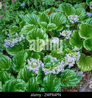 Grüne Blätter und winzige blaue Blüten der Myosotidium hortensia Chatham Island Vergissmeint-Not-Pflanze, die im englischen Garten, England, Großbritannien, wächst Stockfoto