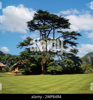 Große, reife Zeder aus dem Libanon / Libanesische Zedernbaum (Cedrus libani), der in den 1990er Jahren in Gunby Hall, Lincolnshire, im Juni in einem Rasengarten wächst Stockfoto