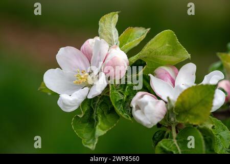 Eine Nahaufnahme eines blühenden Apfelbaums Stockfoto