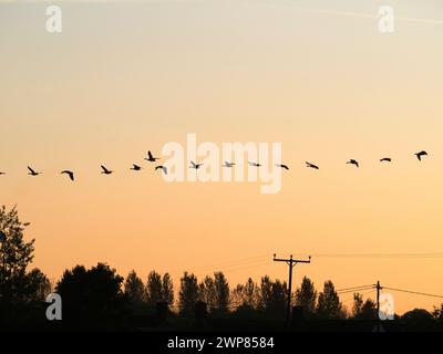 Kanadiengänse fliegen bei Sonnenaufgang über Farmfelder außerhalb von Radley Village über mich. Eine schöne Überraschung auf meinem täglichen Spaziergang. Es ist bekannt, dass sie Radl verwenden Stockfoto