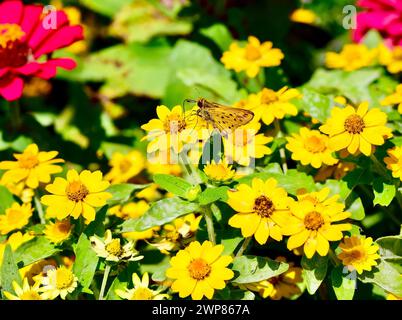 Eine falsche Sonnenblume und ein feuriger Skipper Schmetterling Stockfoto