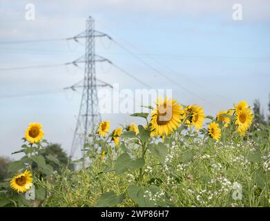 Sonnenblumen werden jeden Spätsommer in Oxfordshire spektakulär gezeigt. Hier sehen wir ein glühendes Feld voll davon im Lower Radley Village, mit Stockfoto