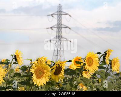 Sonnenblumen werden jeden Spätsommer in Oxfordshire spektakulär gezeigt. Hier sehen wir ein glühendes Feld voll davon im Lower Radley Village, mit Stockfoto