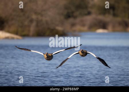 Eine Nahaufnahme zweier ägyptischer Gans (Alopochen aegyptiaca), die über einen See fliegen Stockfoto