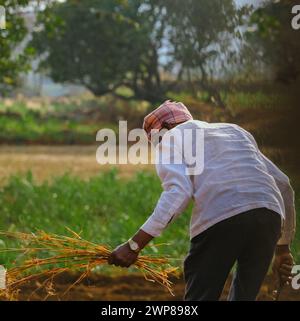 Indien Landwirt beschäftigt mit der Arbeit auf landwirtschaftlichen Ackerland mit der Hand Hacke oder Gartenspaten - Konzept des ländlichen indischen Lebensstils Während der Erntezeit Stockfoto