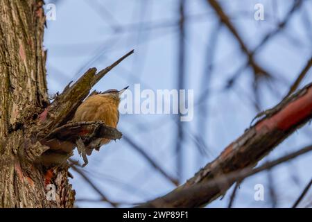 Europäischer Nackthaar auf einem Baum auf der Suche nach Samen und Insekten Stockfoto