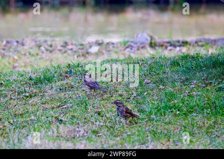 Turdus iliacus durch das Gras im Park auf der Suche nach Nahrung. Stockfoto