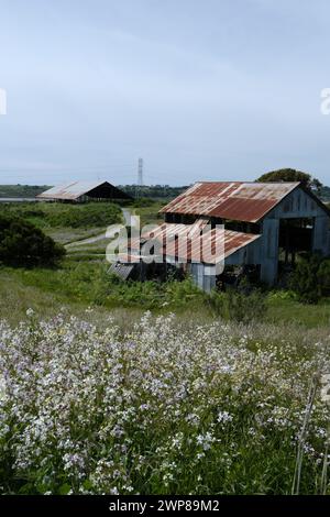 Eine Scheune steht auf einer offenen Ebene im Elkhorn Slough Reserve, Kalifornien, USA Stockfoto