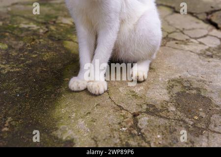 Nahaufnahme der Füße und Klaue einer weißen Katze, die auf einer moosigen Straße sitzt. Stockfoto