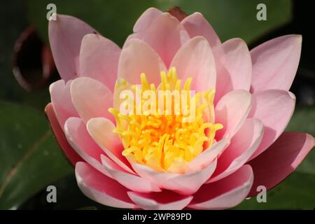 Lotus Stockfoto