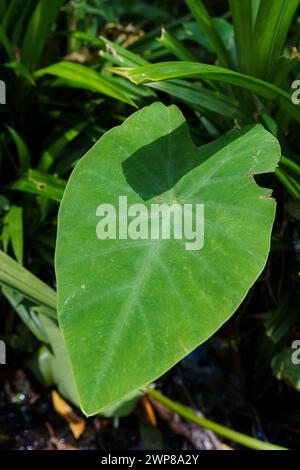 Elefantenohr ( Colocasia esculenta (L.) Schott ) voller Rahmen von Taroblättern. Tropische Blätter. Stockfoto