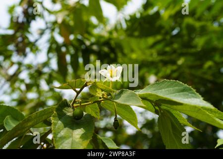 Weiße schöne Blume von Kersenbaum oder Muntingia calabura Blume mit Blatt. Stockfoto