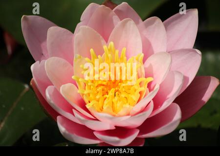 Lotus Stockfoto