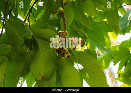 Syzygium Aqueum oder Rohwasser-Guave, die an einem Baum hängt. Stockfoto