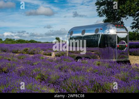 Ein Airstream-Anhänger, der auf einem Lavendelfeld geparkt ist Stockfoto