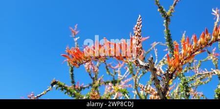 Eine Nahaufnahme von Fouquieria prachtvoll gegen den blauen Himmel Stockfoto