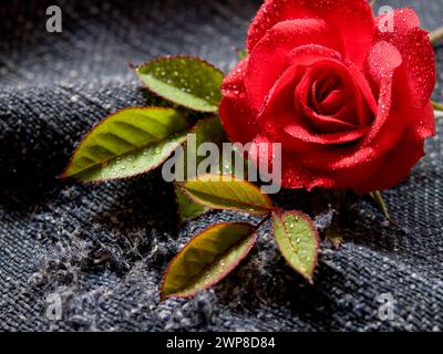 Eine rote Rose (rosa gallica) mit Wassertropfen auf einem dunklen, groben Tuch Stockfoto