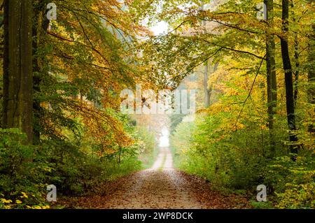 Der Wald im Nebel mit herbstlichen Buchenblättern (Fagus sylvatica) und Forststraße. Laubwald in Süddeutschland Stockfoto