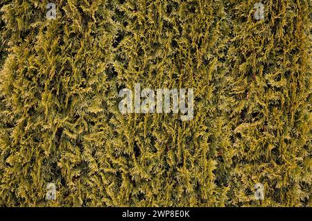 Eine Nahaufnahme von Arborvitae (Thuja) Hecke Stockfoto