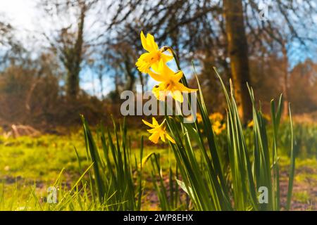Leuchtend gelbe Narzissen, die sich an einem klaren Tag im Sonnenlicht sonnen. Stockfoto