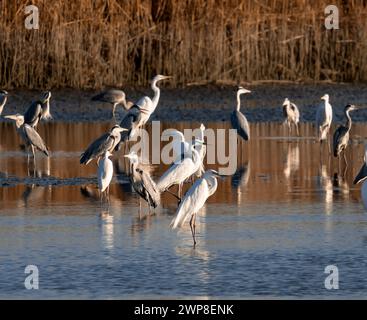 Eine Gruppe großer Reiher, die im Wasser waten, auf Nahrungssuche. Stockfoto