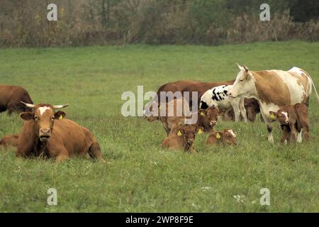 Die Kühe, die auf grünem Gras weiden Stockfoto