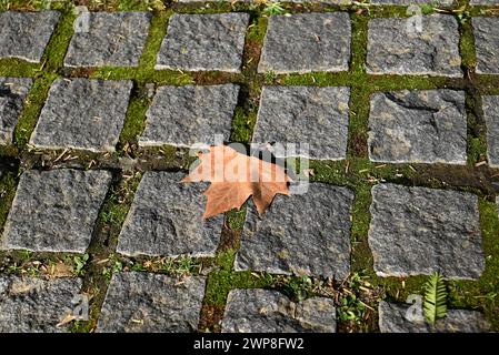 Ein braunes Blatt fällt am sonnigen Nachmittag mit Steinfliesen auf den Boden Stockfoto