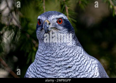 Eine Nahaufnahme eines eurasischen Goschawks Stockfoto