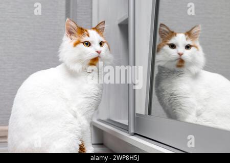 Weiße Katze mit roten Flecken sitzt in der Nähe des Spiegels. Katze vor dem Spiegel Stockfoto