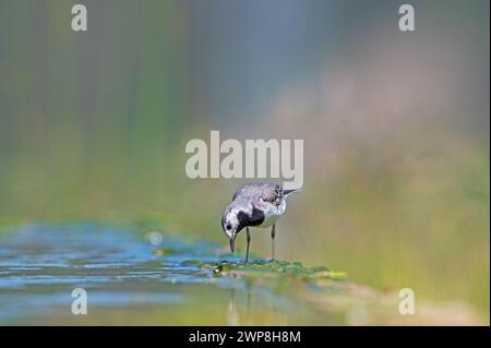 Weißer Wagtail (Motacilla alba), der am Wasserrand auf Nahrungssuche ist. Stockfoto