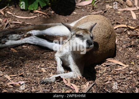 Ein junges Känguru, das auf dem Boden neben Gras liegt Stockfoto