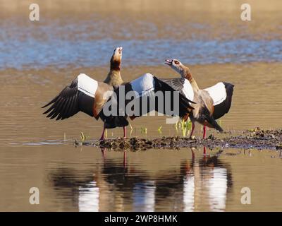 Zwei ägyptische Gänse mit Flügeln in der Luft auf einem kleinen Stück Boden mitten in einem Teich Stockfoto