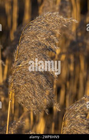 Nahaufnahme eines gewöhnlichen Schilfkopfes mit dem Schilfbett im Hintergrund Stockfoto