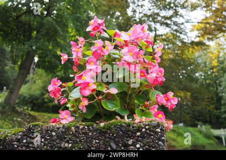 Rosa-rotes Wachs Begonia oder Begonia semperflorens. Begonia x semperflorens-cultorum. Bettenpflanze im Landschaftsbau. Massieren in Betten, Rändern und als ein Stockfoto