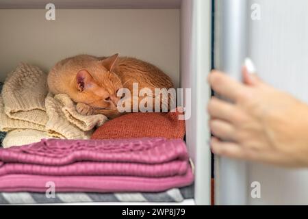 Ein Mann öffnet einen Schrank mit einer Katze. ingwerkatze liegt versteckt im Schrank. Die Katze versteckte sich vor Leuten im Schrank. Ein Mann öffnet einen Schrank mit einem Stockfoto