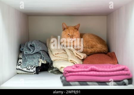 ingwerkatze liegt versteckt im Schrank. Die Katze versteckte sich vor Leuten im Schrank. Die Katze liegt im Schrank. Die Katze liegt auf der Kleidung des Mannes Stockfoto