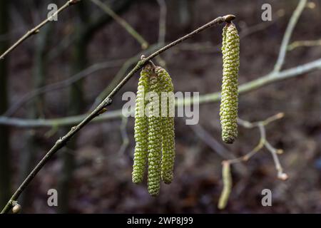 Gemeine Hasel Corylus avellana, im Frühling blüht im Wald. Stockfoto