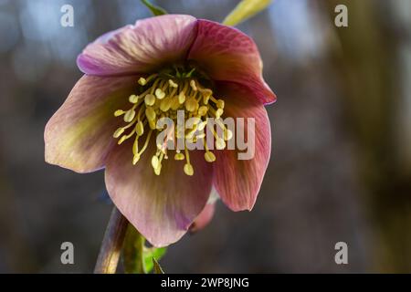 Frühlingshafte Waldblüten hellebores, Helleborus purpurascens. Lila Wildblume in der Natur. Details zum Hellebore-Makro. Stockfoto