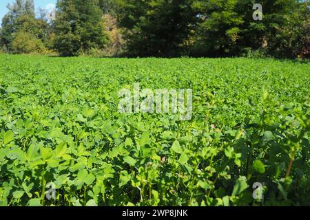 Feld mit grünem Klee. Organisiertes Pflanzen von Klee. Klee Trifolium, eine Gattung von Pflanzen der Leguminosen-Familie Fabaceae, Moth Faboideae. Landwirtschaftlich Stockfoto