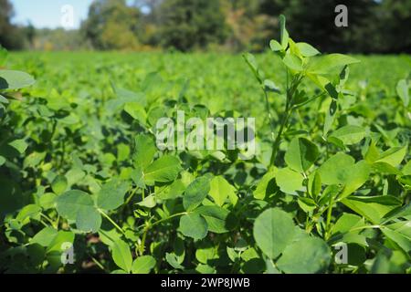 Feld mit grünem Klee. Organisiertes Pflanzen von Klee. Klee Trifolium, eine Gattung von Pflanzen der Leguminosen-Familie Fabaceae, Moth Faboideae. Landwirtschaftlich Stockfoto