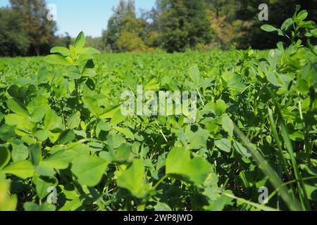 Feld mit grünem Klee. Organisiertes Pflanzen von Klee. Klee Trifolium, eine Gattung von Pflanzen der Leguminosen-Familie Fabaceae, Moth Faboideae. Landwirtschaftlich Stockfoto