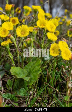 Coltsfoot oder Falfoot medizinisches Wildkraut. Farfara-Tussilago-Pflanze, die auf dem Feld wächst. Junge Blume als Arzneistoff. Wiese Spring BL Stockfoto